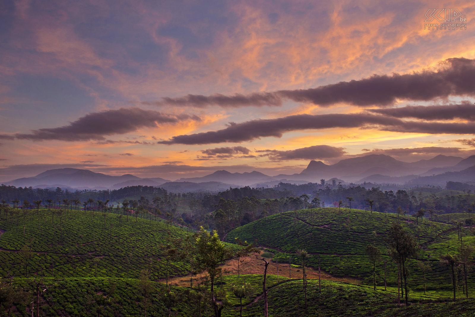 Valparai - Sunrise tea fields Sunrise between the tea fields in Valparai, one of the most beautiful hill stations. Valparai It is located 1100m above sea level on the Anaimalai Hills range of the Western Ghats in the state Tamil Nadu in south India. Stefan Cruysberghs